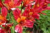 L.A. Garden Tour (6297)