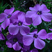 Spreading Phlox (Phlox diffusa)