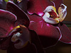 Orchidee - Phalaenopsis