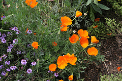 L.A. Garden Tour (6303)