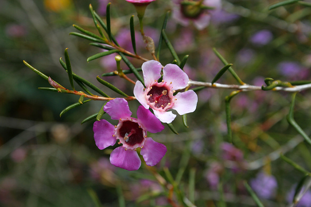 L.A. Garden Tour (6305)