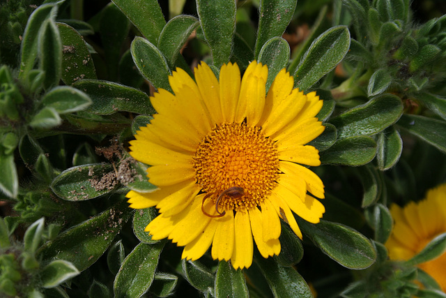 L.A. Garden Tour (6308)