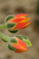 Mexican Firecracker (Echeveria setosa)