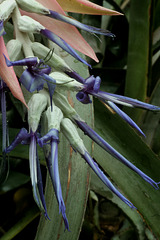 Billbergia vittata