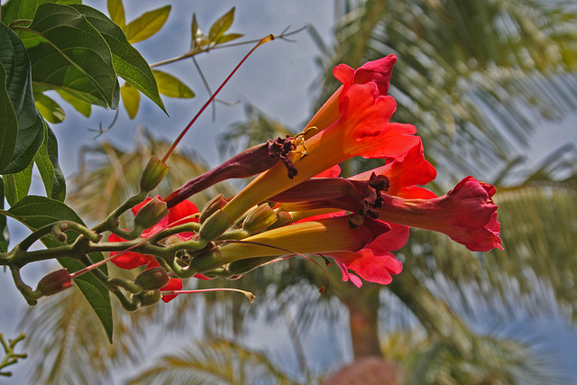 L.A. Garden Tour (6313)