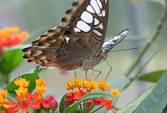 Malaysian Blue Clipper Butterfly (Parthenos sylvia lilacinus)