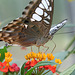 Malaysian Blue Clipper Butterfly (Parthenos sylvia lilacinus)