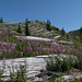 Norway Pass, Mount St. Helens National Volcanic Monument