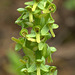 Northern Green Bog Orchis (Platanthera aquilonis)