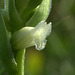 Hooded Ladies'-Tresses (Spiranthes romanzoffiana)