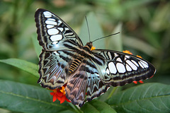 Malaysian Blue Clipper Butterfly (Parthenos sylvia lilacinus)