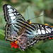 Malaysian Blue Clipper Butterfly (Parthenos sylvia lilacinus)