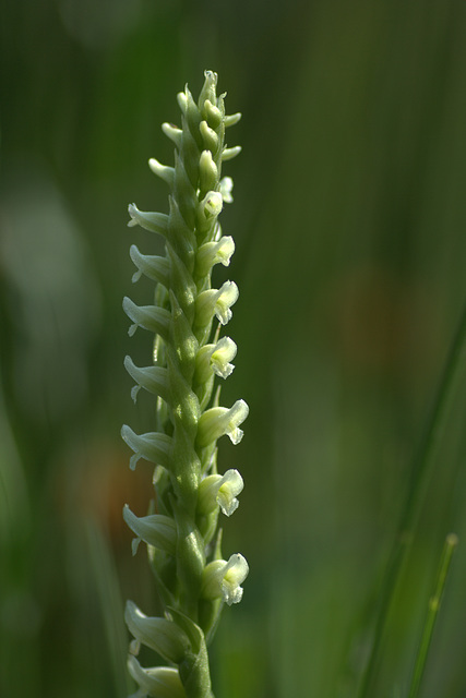 Hooded Ladies'-Tresses (Spiranthes romanzoffiana)