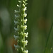 Hooded Ladies'-Tresses (Spiranthes romanzoffiana)