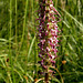 Elephant's Head Lousewort (Pedicularis groenlandica)