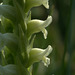 Hooded Ladies'-Tresses (Spiranthes romanzoffiana)