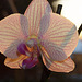 Orchidee - Phalaenopsis