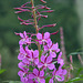 Fireweed (Epilobium angustifolium)