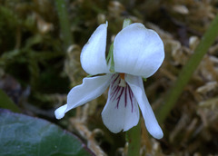 Macloskey Violet (Viola macloskeyi)