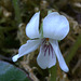 Macloskey Violet (Viola macloskeyi)