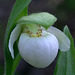 Sparrow's Egg Lady's Slipper (Cypripedium passerinum)