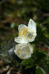 Western Pasque Flower (Pulsatilla occidentalis)