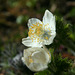 Western Pasque Flower (Pulsatilla occidentalis)