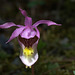 Eastern Fairy Slipper (Calypso bulbosa var. americana)