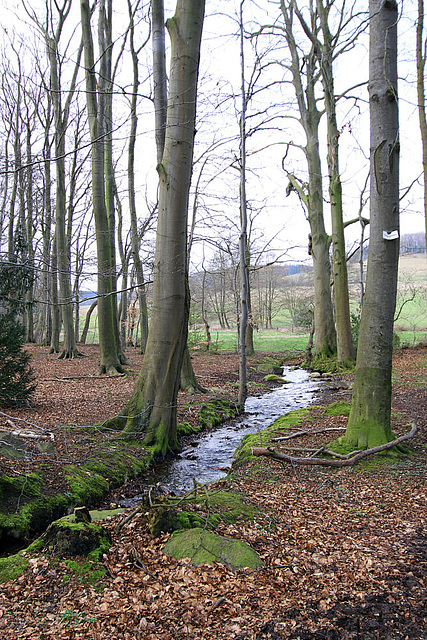 20100401_1842Aw Vlotho-Valdorf (Steinbründorf) Linnebeeke