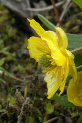 Snowpatch Buttercup (Ranunculus eschscholtzii)