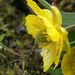 Snowpatch Buttercup (Ranunculus eschscholtzii)