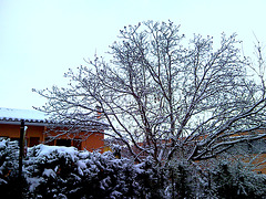 Árbol blanco.