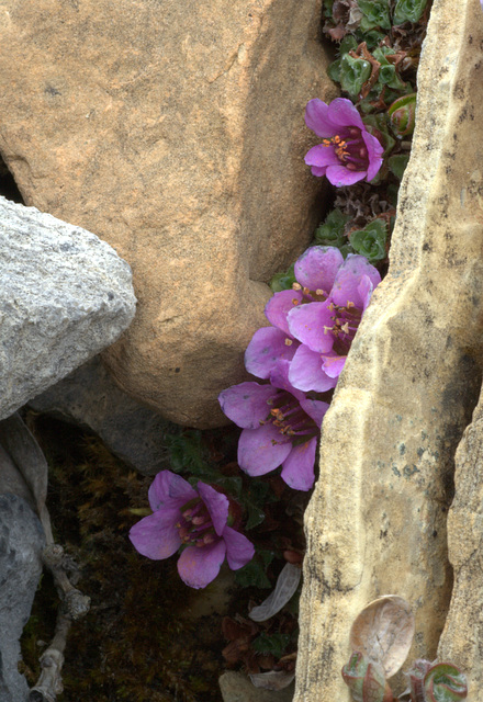 Purple Mountain Saxifrage (Saxifraga oppositifolia)