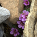 Purple Mountain Saxifrage (Saxifraga oppositifolia)