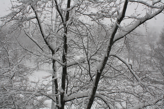 04.WhiteOut.Day.RiverPark.SW.WDC.10February2010