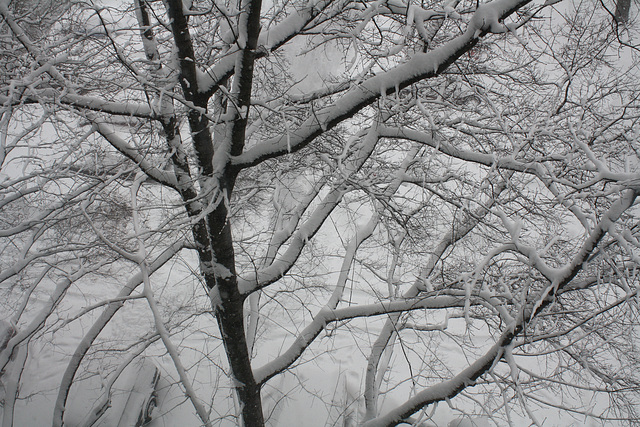 05.WhiteOut.Day.RiverPark.SW.WDC.10February2010