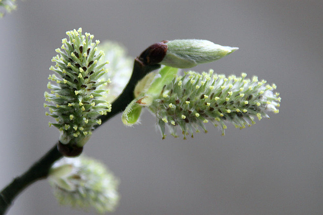 20100401 1850Aw [D~HF] Weidenkätzchen, Vlotho