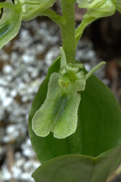 Northern Twayblade (Listera borealis)