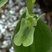 Northern Twayblade (Listera borealis)