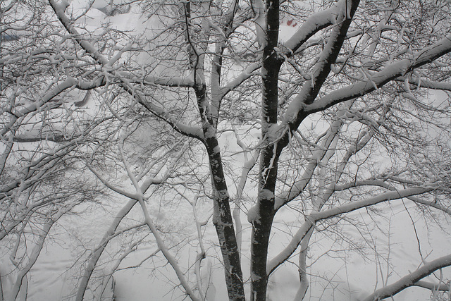 08.WhiteOut.Day.RiverPark.SW.WDC.10February2010