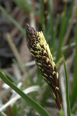 Unidentified Alpine Sedge