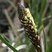 Unidentified Alpine Sedge