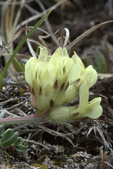 Silky Locoweed (Oxytropis sericea)