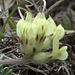 Silky Locoweed (Oxytropis sericea)