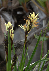 Unidentified Alpine Sedge