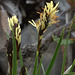 Unidentified Alpine Sedge