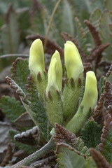 Silky Locoweed (Oxytropis sericea)