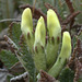 Silky Locoweed (Oxytropis sericea)