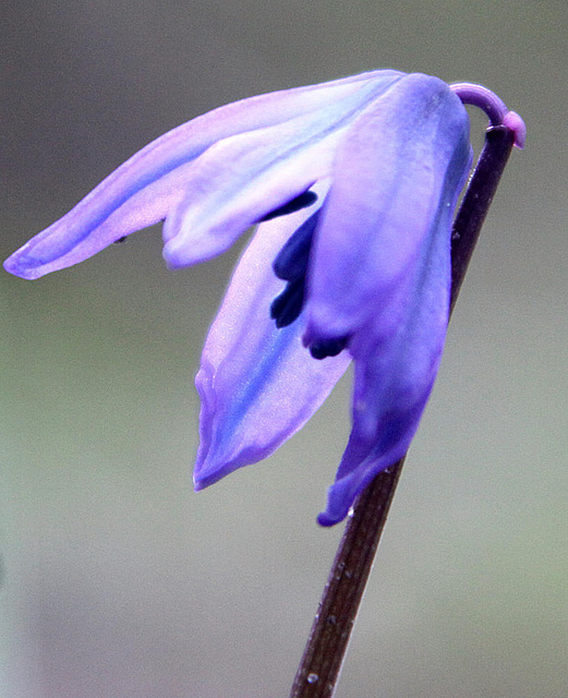 20100330 1818 [D~LIP] Glockenblume, Bad Salzuflen