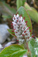 Arctic Willow Catkin (Salix arctica)